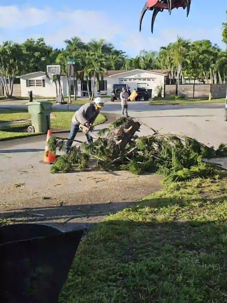 tree risk assessment