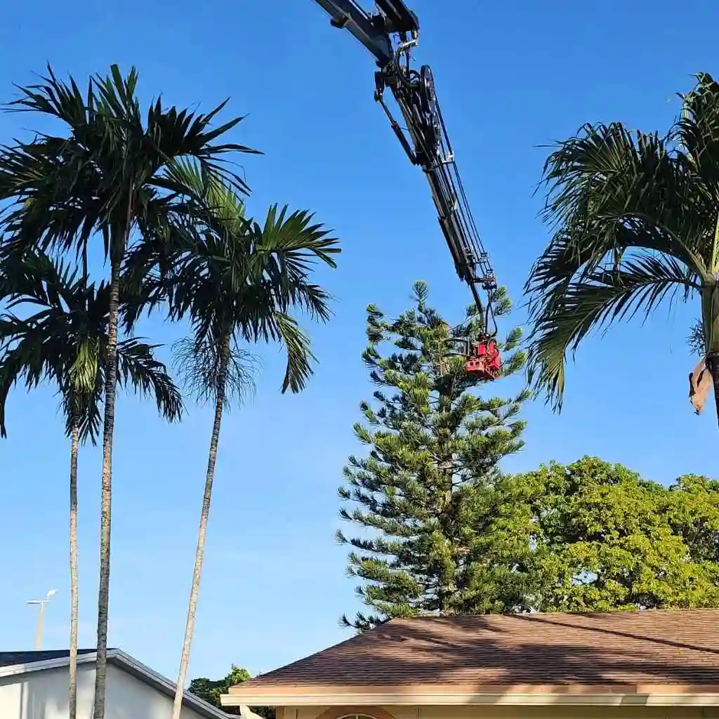 Choosing the Right Arborist in Florida
