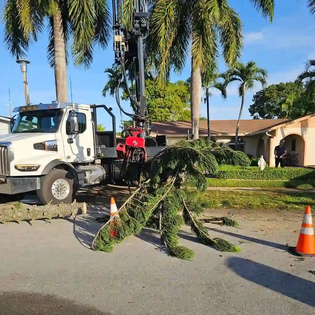 Fallen Trees on Homes or Vehicles