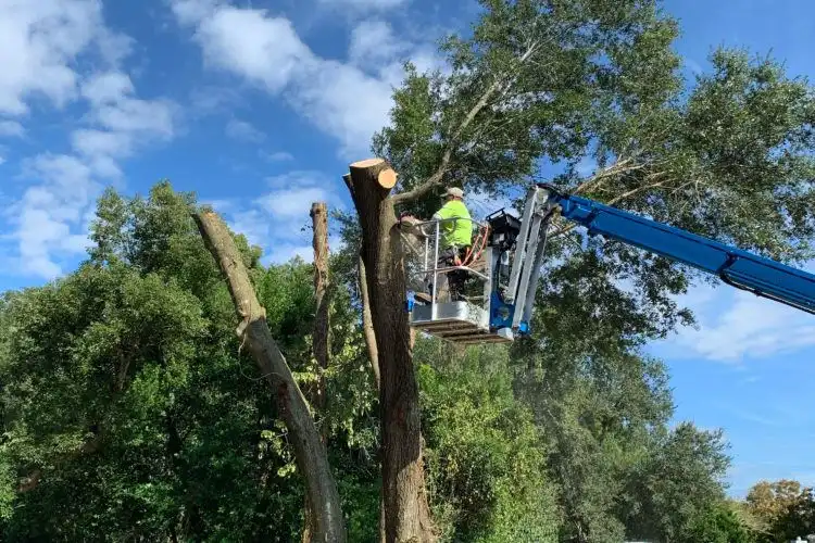tree trimming service
