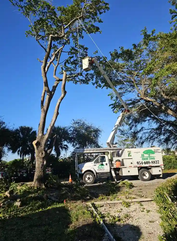 all about trees tree removal service in process