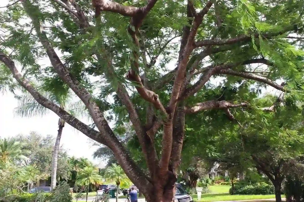 giant tree branches cutting