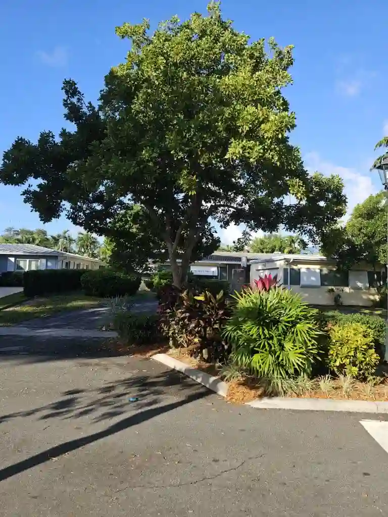 home back yard tree installation