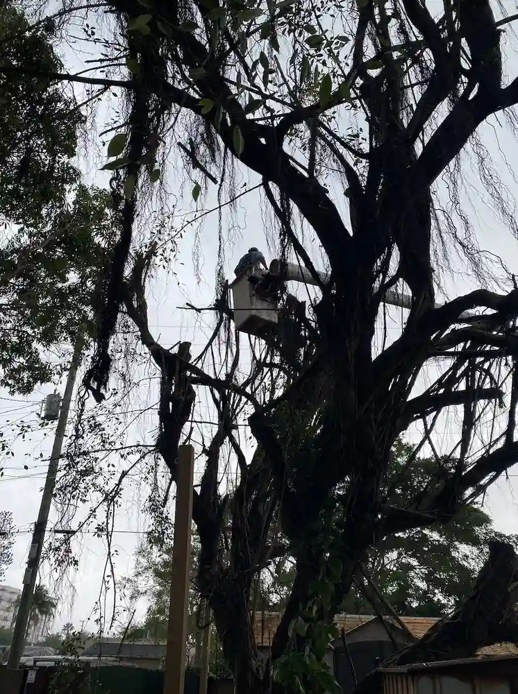 man sitting on tree branches
