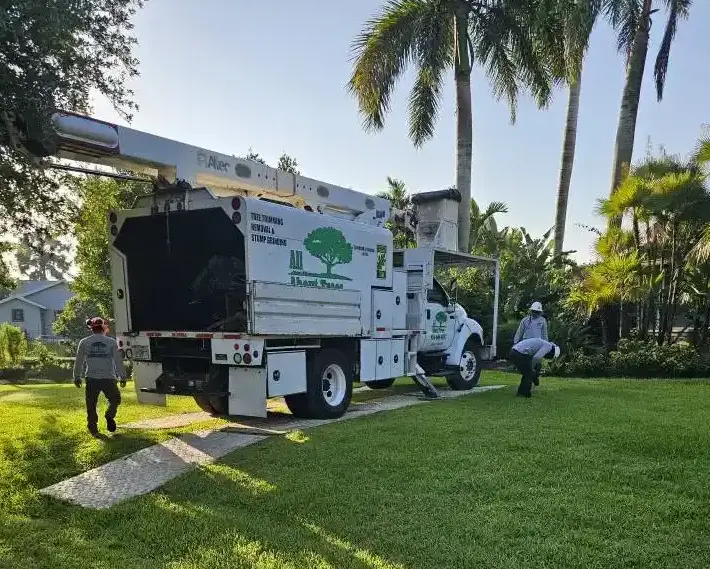 professional tree services in fort lauderdale by all about trees team