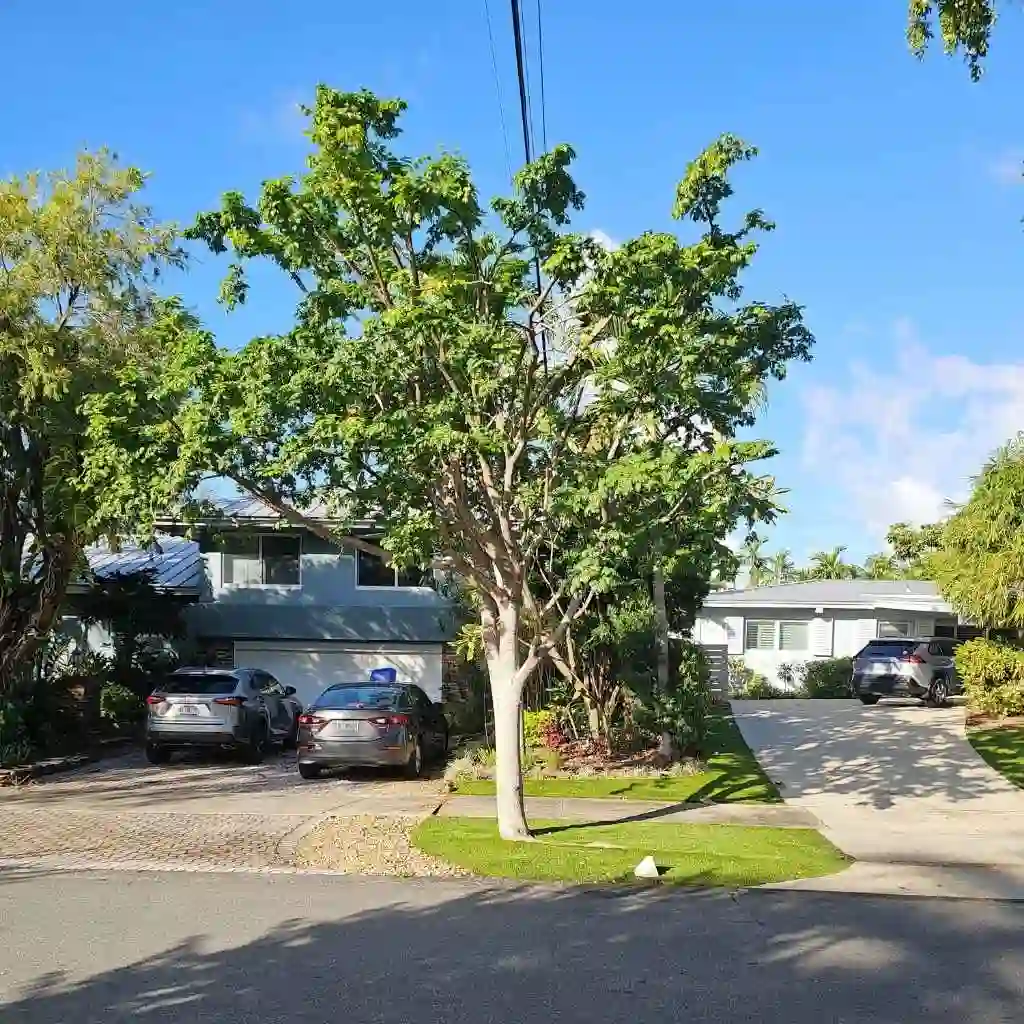 Professional crew planting and staking a young tree in a residential front yard.