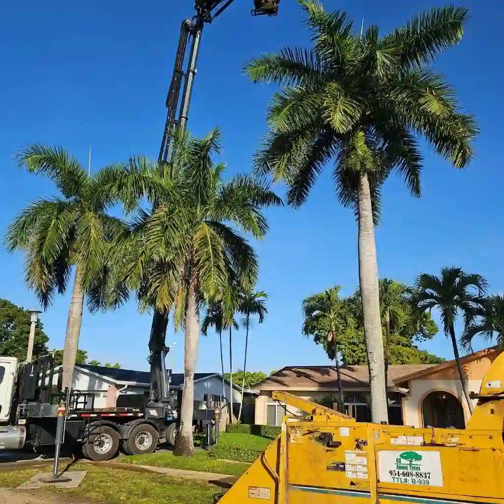 dense overgrown tree canopy before trimming