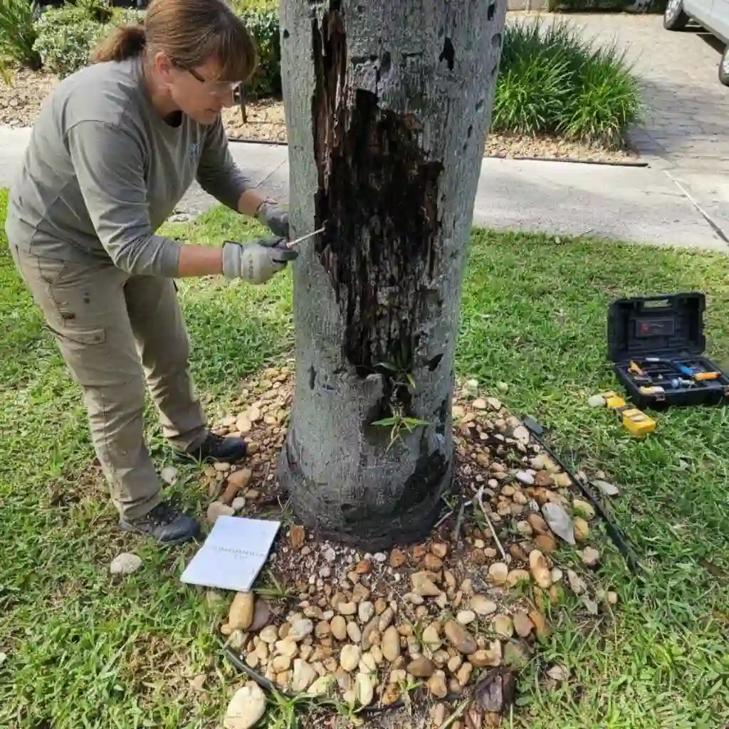 Arborist inspecting large tree near home