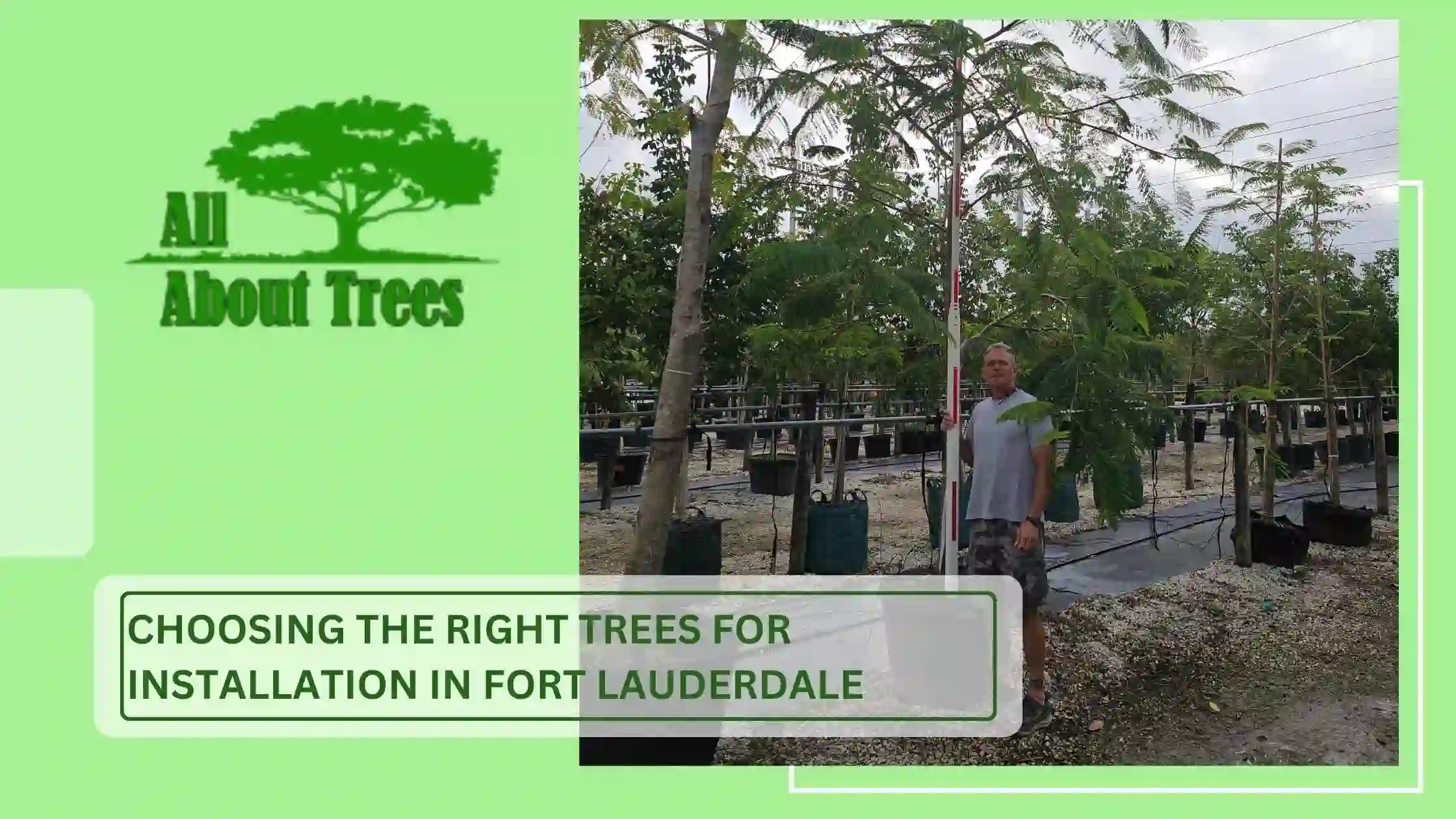 Choosing the Right Trees for Installation in Fort Lauderdale