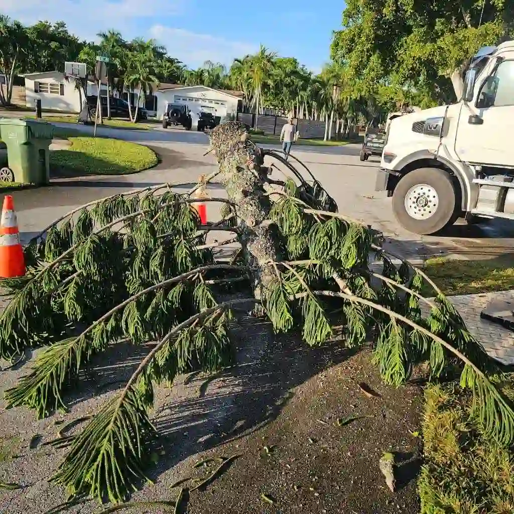 tree service for storm season