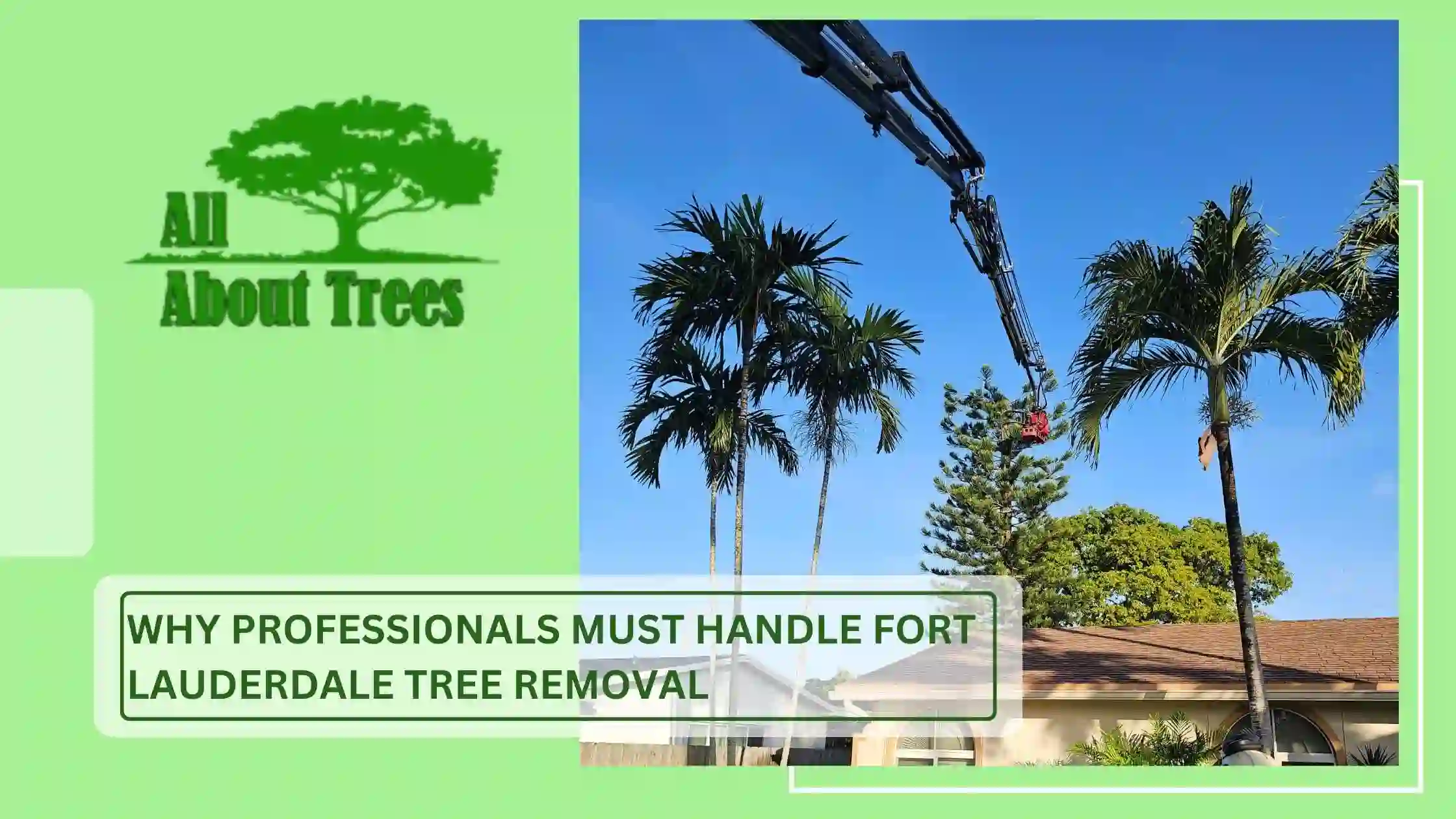 Why Professionals Must Handle Fort Lauderdale Tree Removal