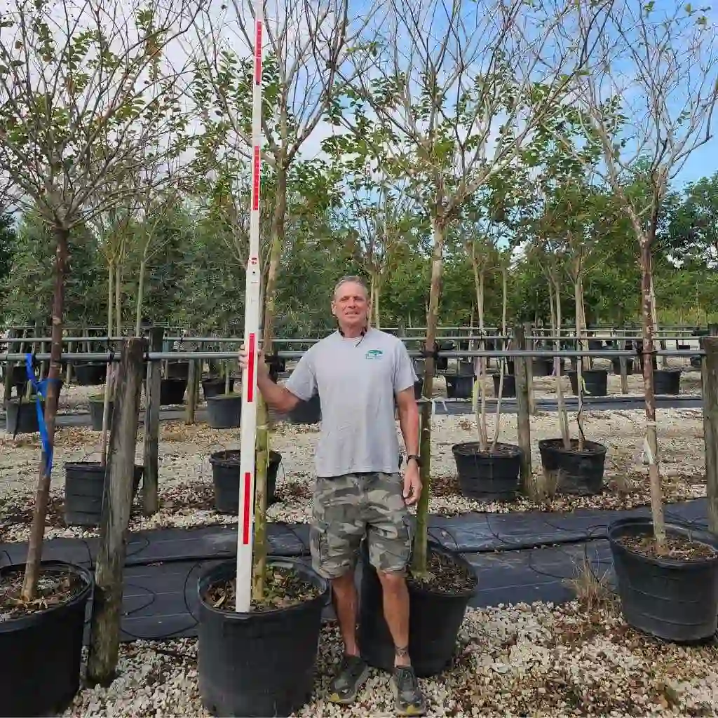 newly installed tree with proper staking 