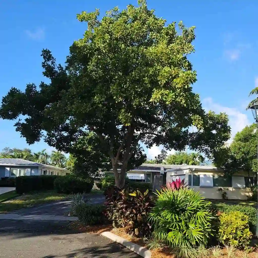 properly spaced native shade tree installed in a Fort Lauderdale front yard.