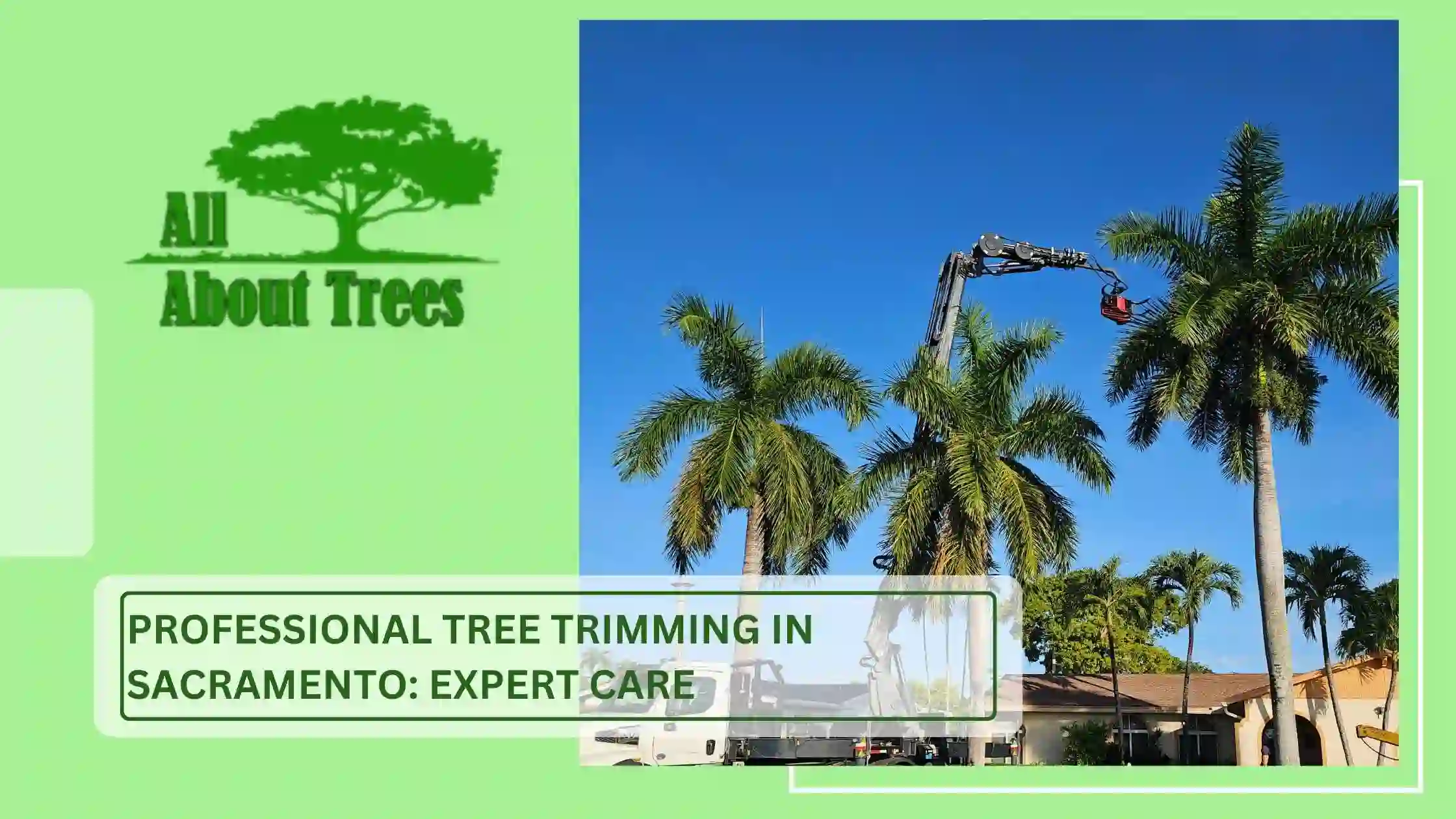 Professional Tree Trimming in Sacramento Expert Care