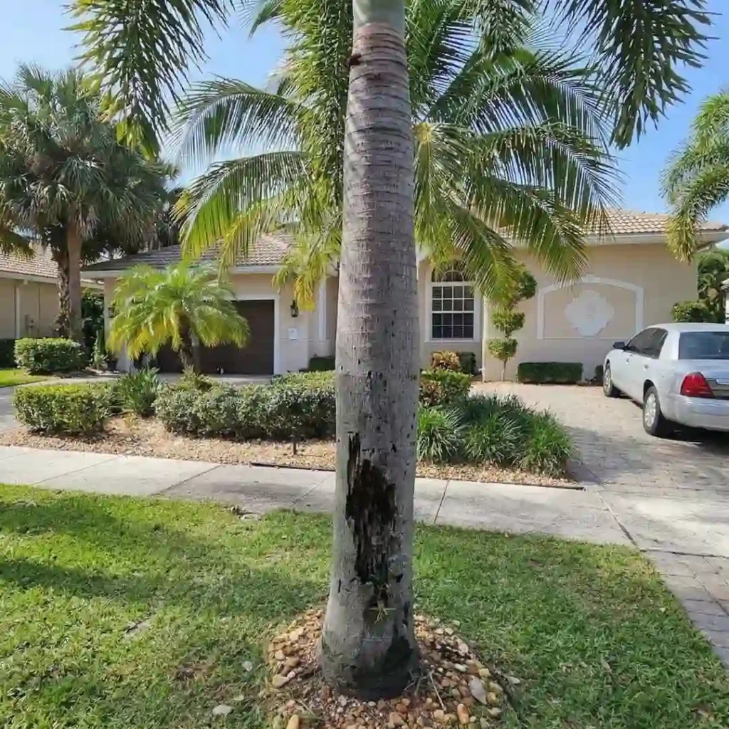 leaning or cracked tree