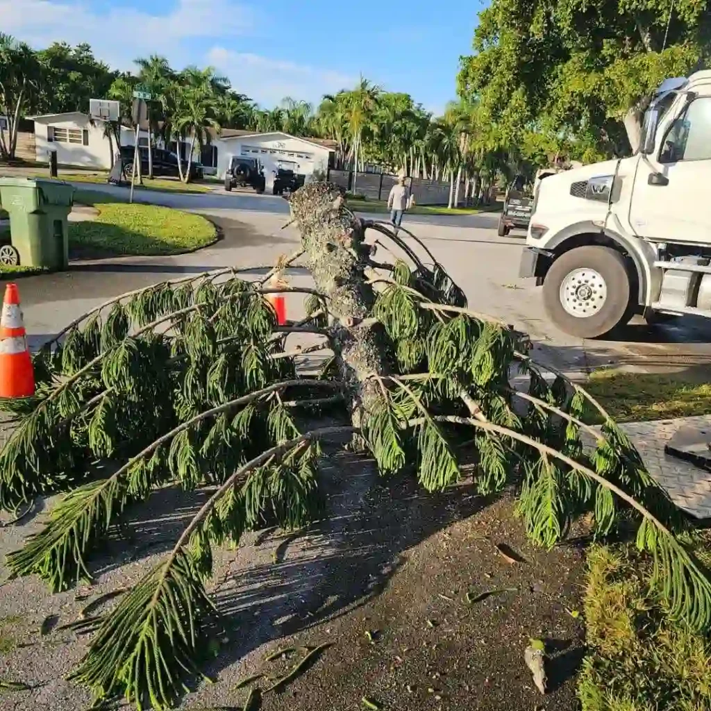 tree limb blocking driveway