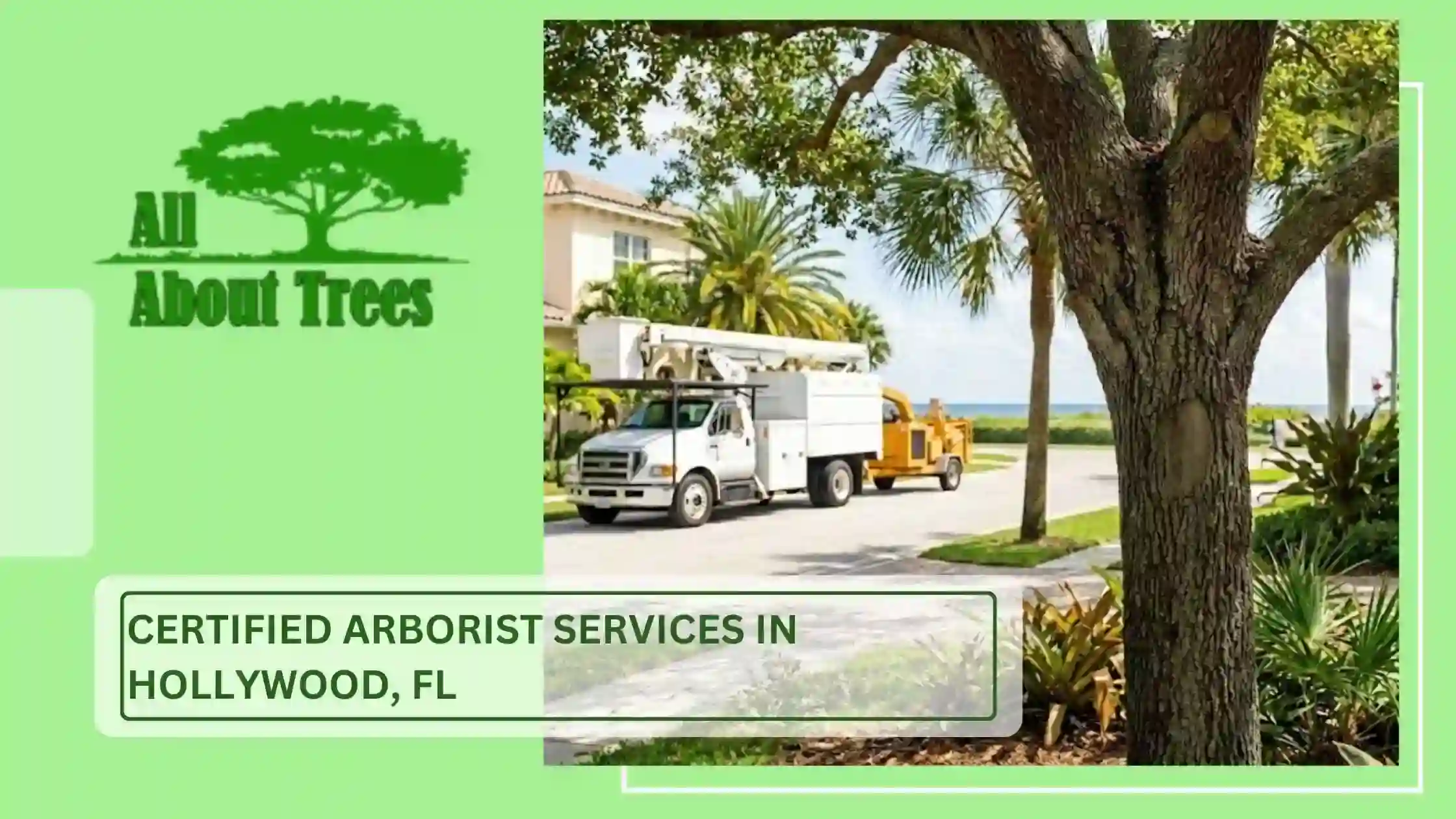 Certified Arborist Services in Hollywood, FL