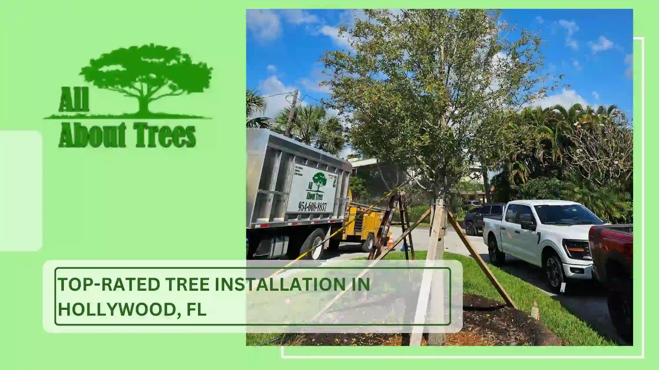 Top-Rated Tree Installation in Hollywood, FL