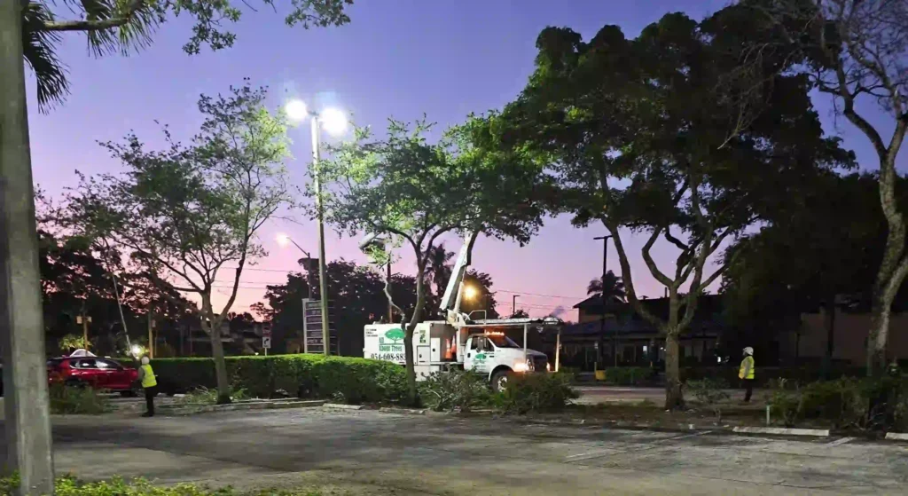palm trees or decorative trees installed in a tropical landscape