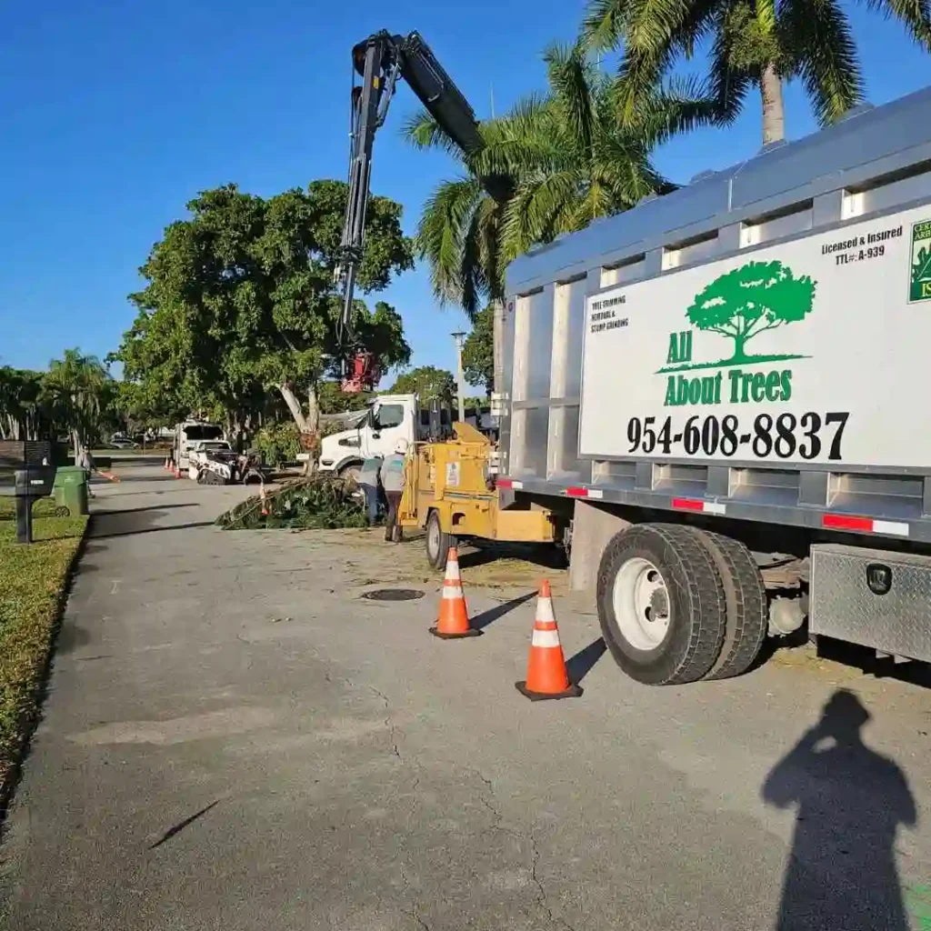 storm-damaged tree in Fort Lauderdale