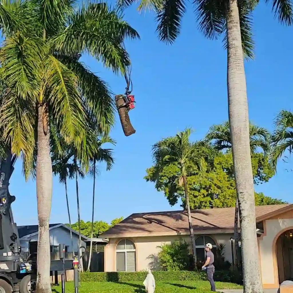 tree removal crew using crane equipment