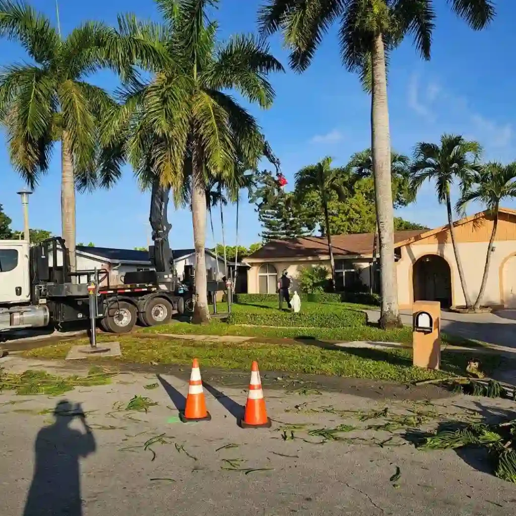 tree trimming near house