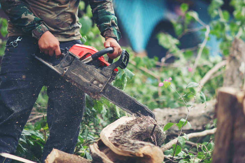 tree services in Davie FL — ISA certified arborist large lot equestrian