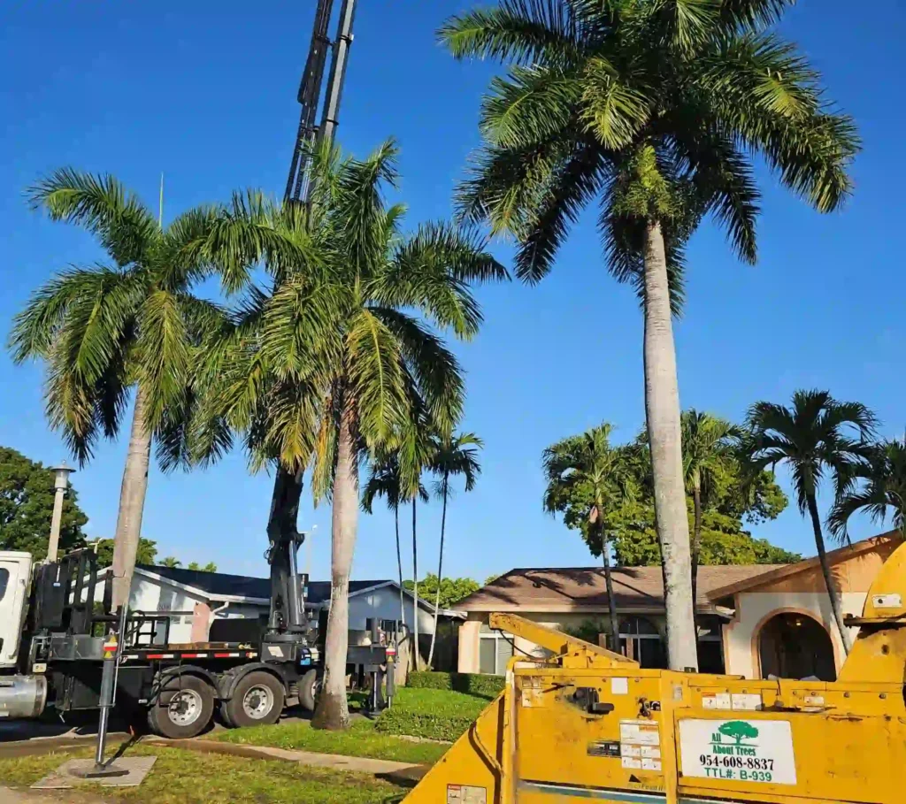 Arborist trimming large shade tree in Fort Lauderdale residential yard before hurricane season