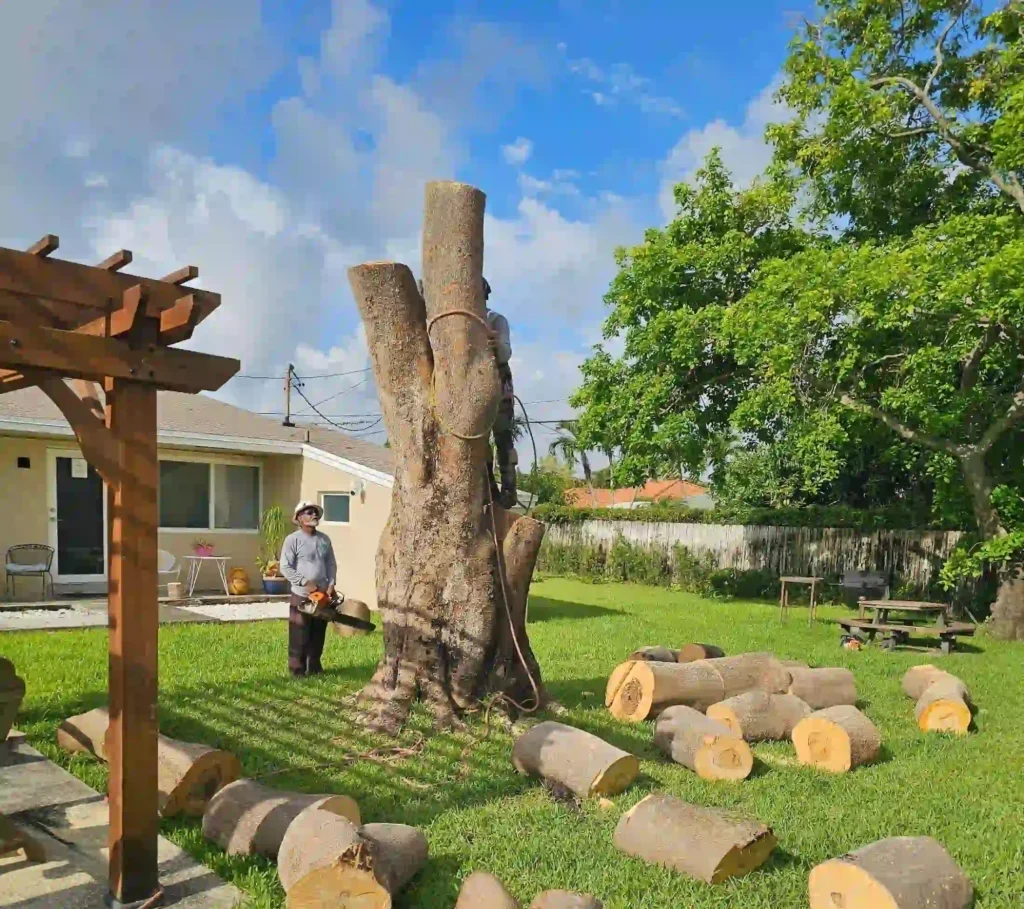 Certified arborist inspecting large tree in Fort Lauderdale residential yard