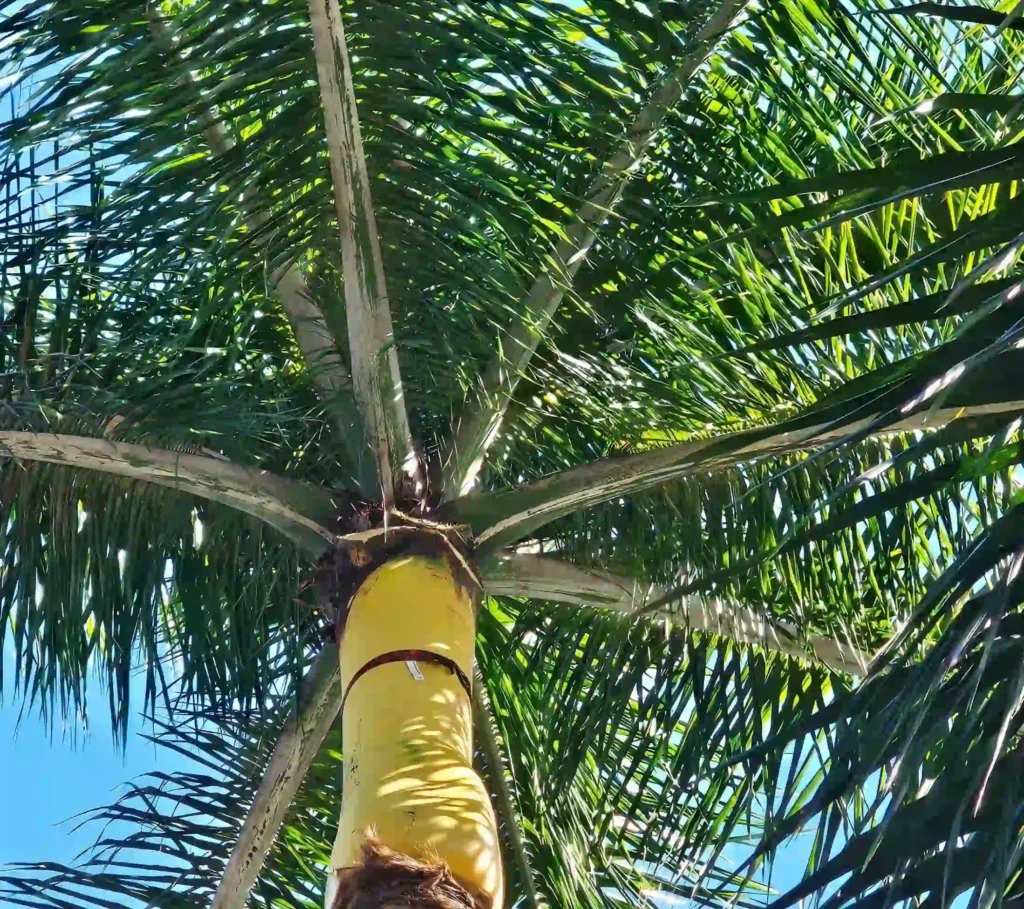 Cleanly pruned Fort Lauderdale tree canopy allowing wind flow and sunlight