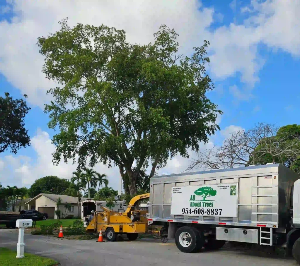 Healthy coastal trees maintained by arborists in Hollywood FL