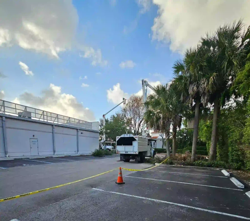 Salt-tolerant palm trees near Hollywood FL Broadwalk