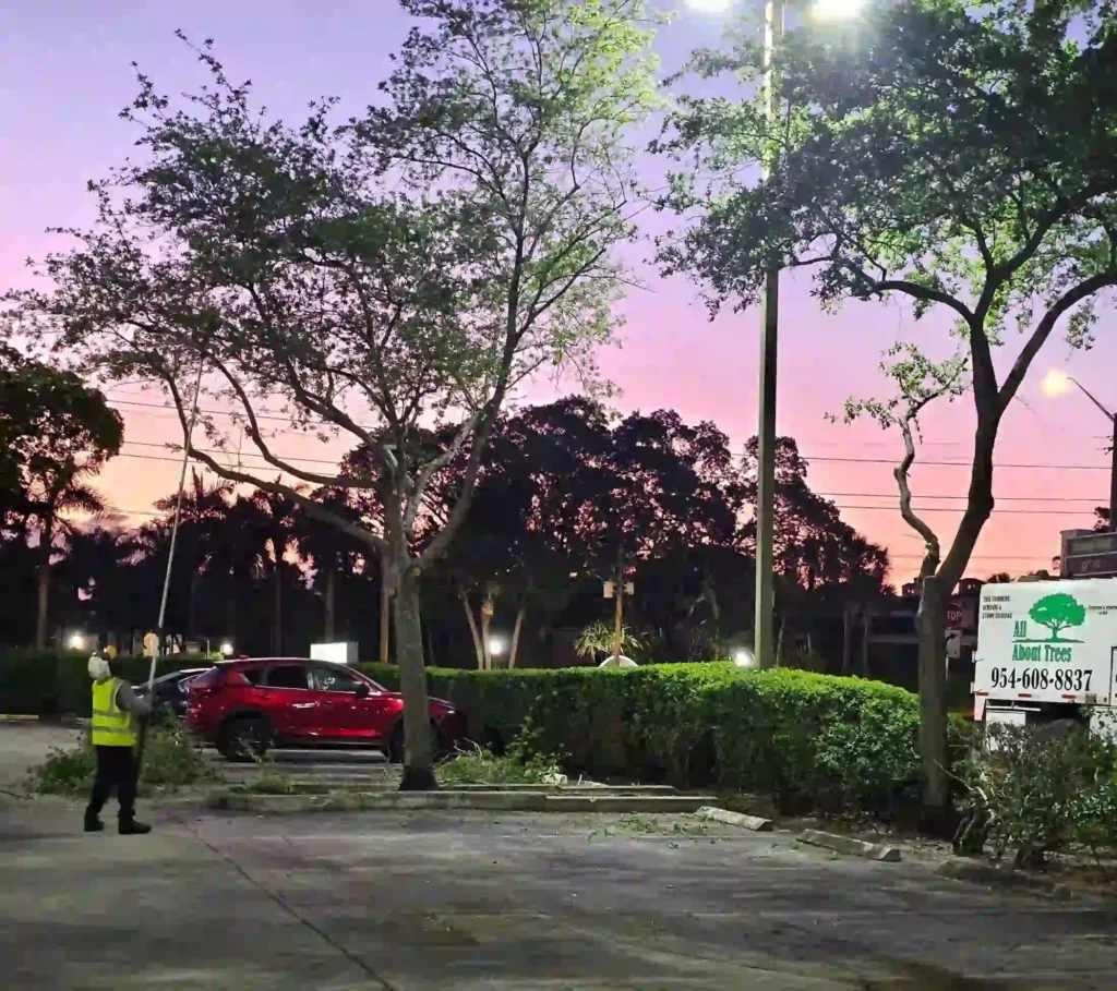 Tree health and vitality care service in Hollywood Florida