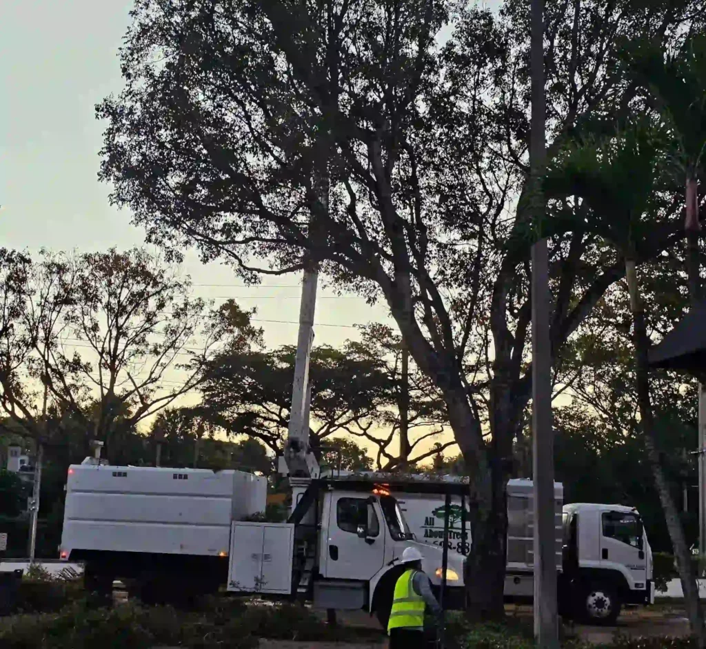 arborists performing precision canopy shaping on mature trees in Hollywood.