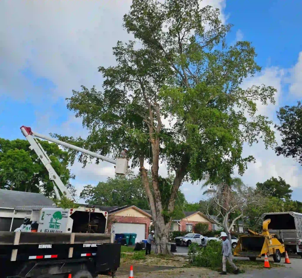 professional arborists pruning large trees on a Hollywood residential property.