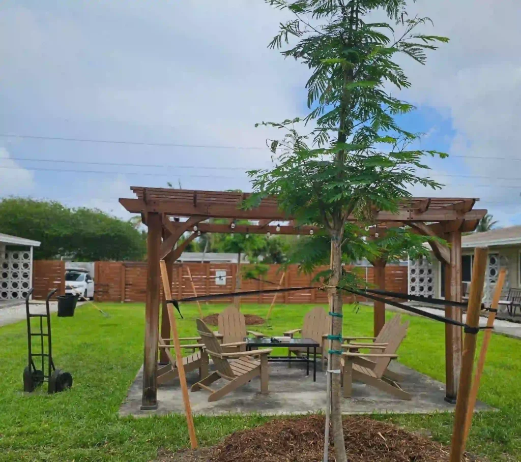 Native live oak tree professionally installed in Boca Raton landscape