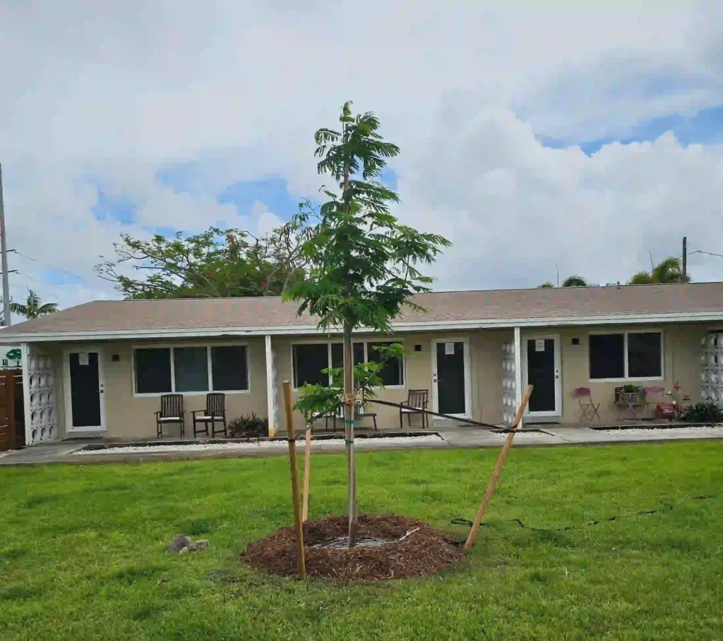 Southern magnolia tree installation in Boca Raton residential yard