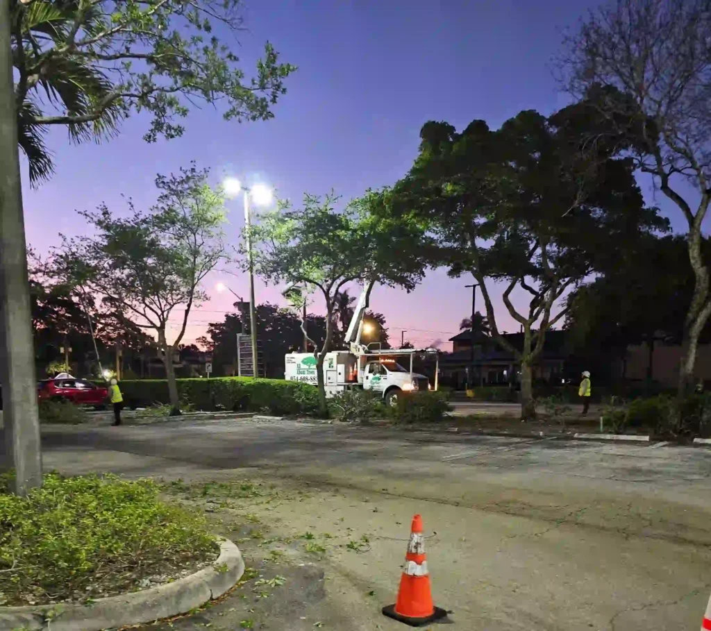 Well-maintained residential trees in Weston Florida HOA community