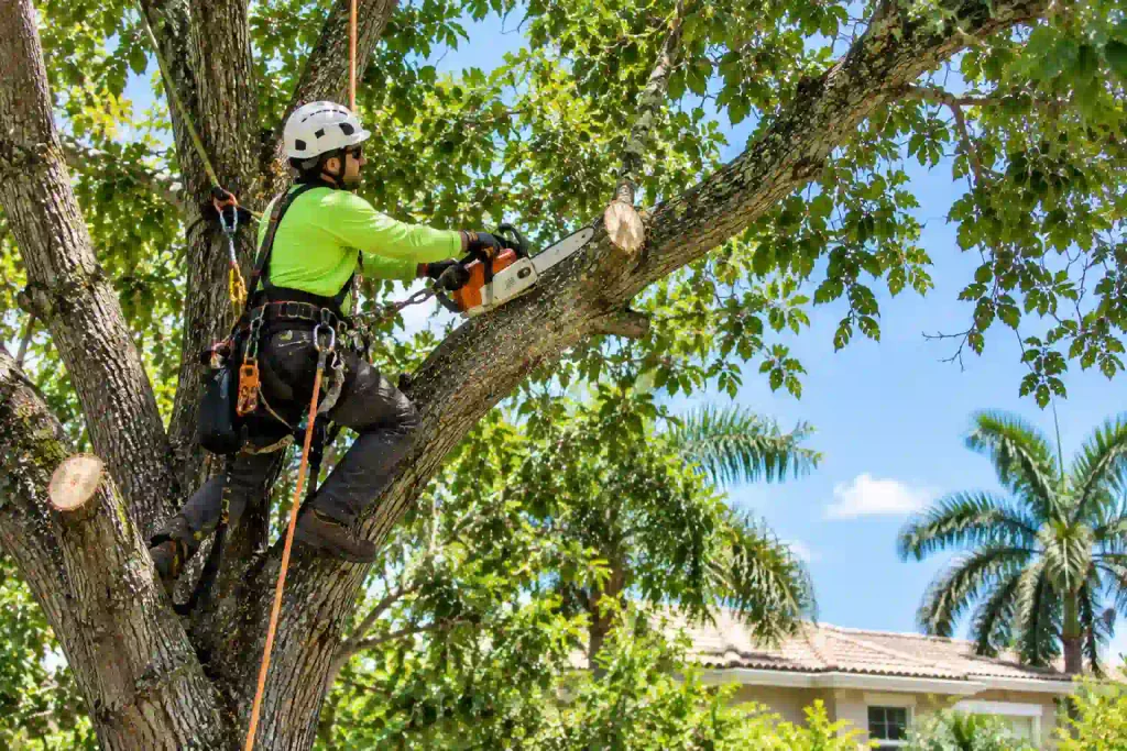 Professional arborist performing tree trimming on a mature residential tree in Parkland, Florida.