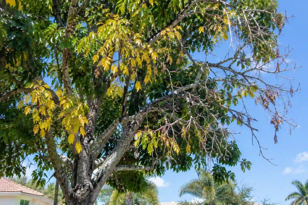 Warning signs of tree disease and declining tree health in Fort Lauderdale, Florida.