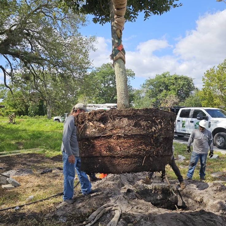 Tree Installation1 Tree Installation1