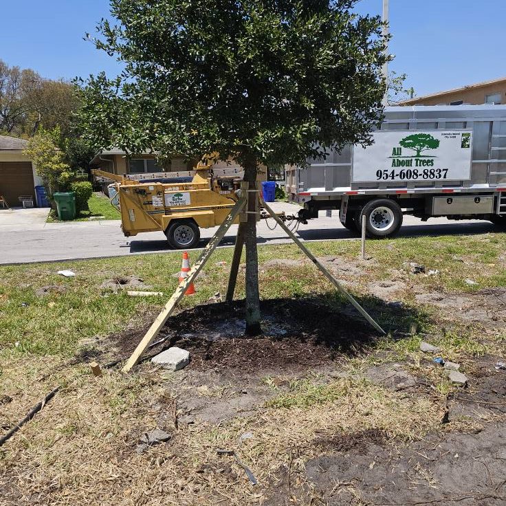 Tree Installation4 Tree Installation4